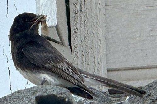 blk phoebe 1 by.jpg